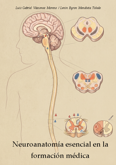 Neuroanatomía esencial en la formación médica